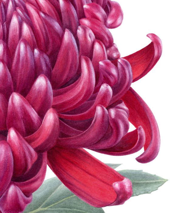 Chrysanthemum