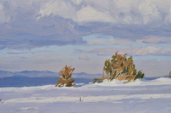 Pines on the snowy summit of Mount Mézenc