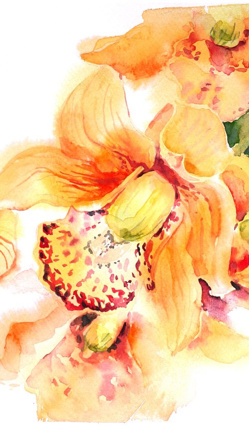 Orchid spring flowers watercolor illustration by Tanya Amos