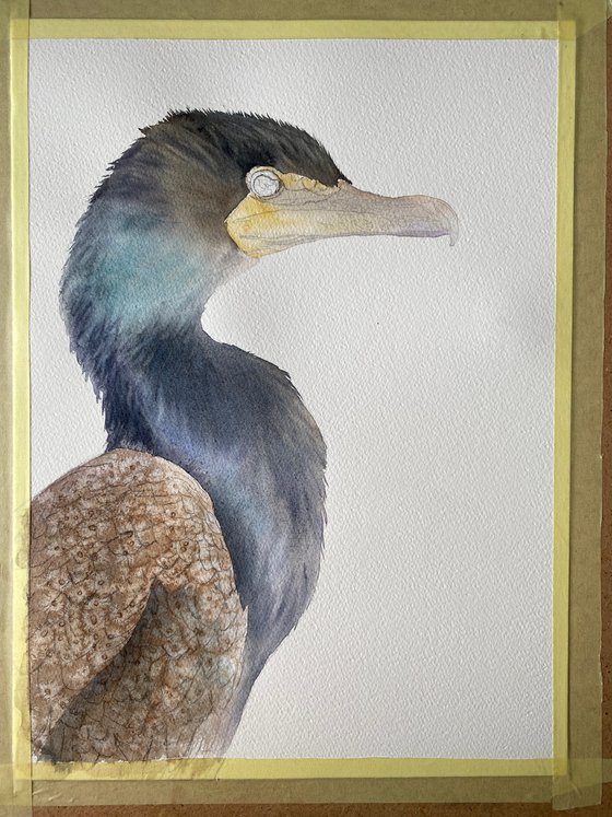 Great cormorant, bird portrait