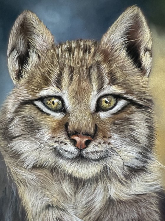 Young Lynx