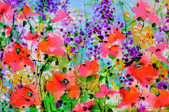 Wild Red Poppy, Poppies Field