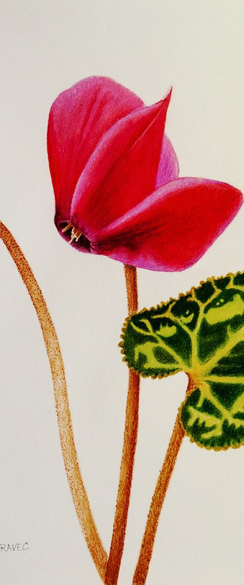 Cyclamen by Dietrich Moravec