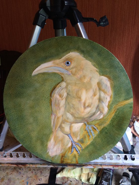 Bird portrait of white crow on a round canvas - Gift idea for bird lover