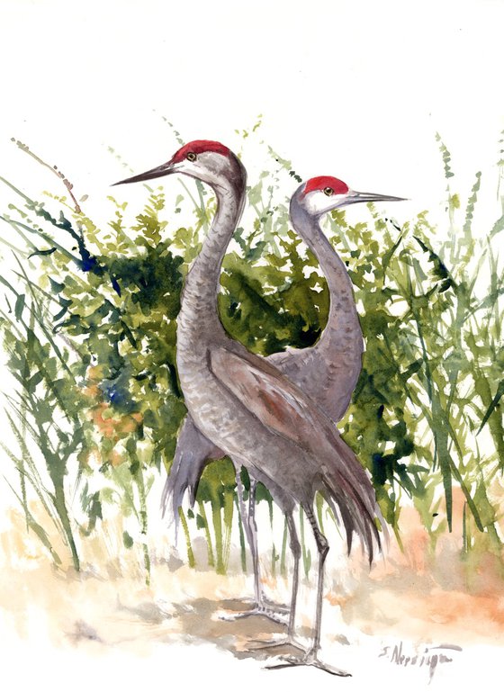 Sandhill Cranes