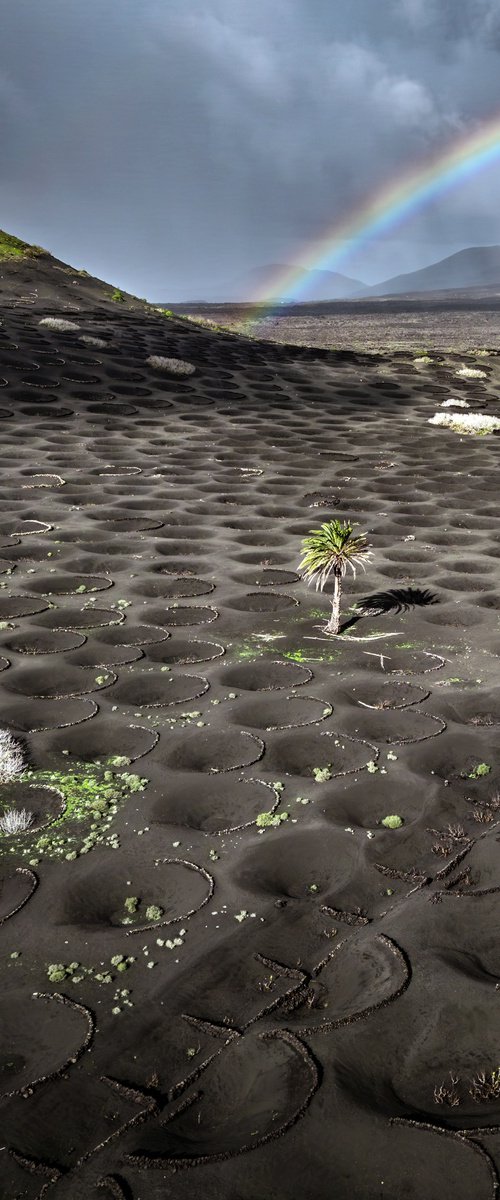 ASHES AND LIFE by Fabio Accorrà