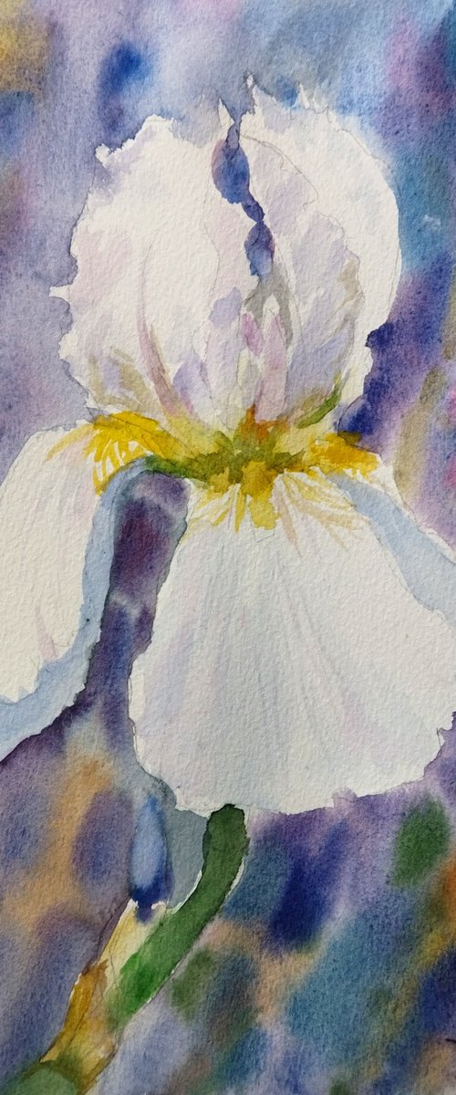 White iris by Ann Krasikova