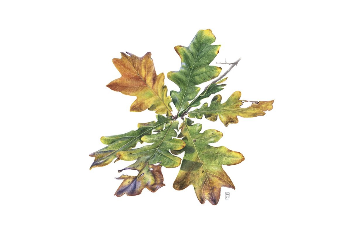 Photorealistic Watercolour , Oak Leaves By Yuliia Moiseieva, 22 X 15, Artwork For Sale On Artfinder