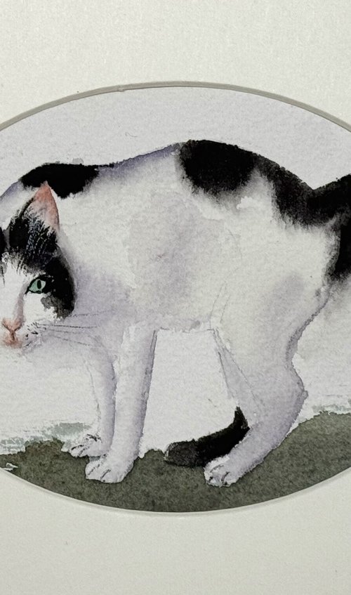 Black White Cat by Yuliia Sharapova