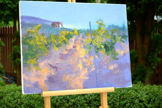 Morning in a sunny vineyard