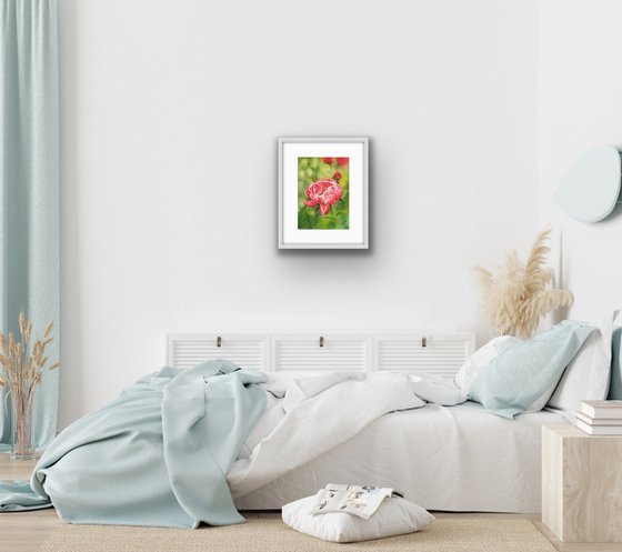 Floral: Coral Peony 1