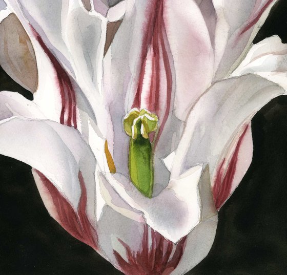 red and white tulip watercolor