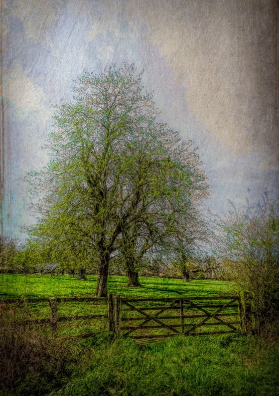Trees behind the gate