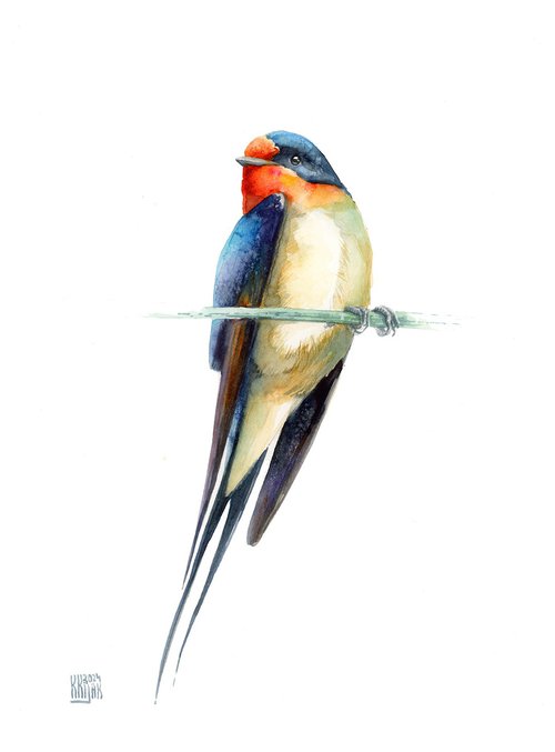 Barn swallow by Karolina Kijak