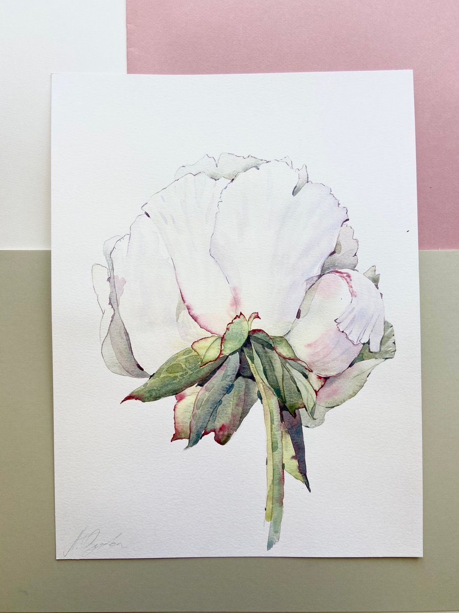 Peony by Alexandra Ozerova