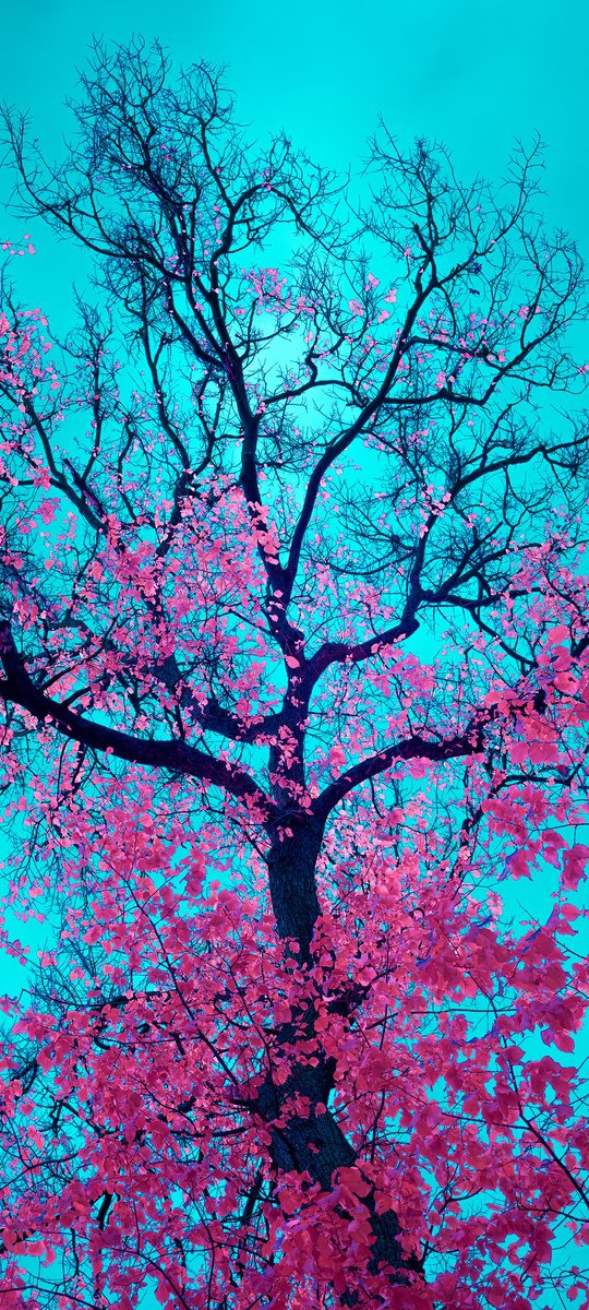 Photorealistic Botanical Photograph By Nick Psomiadis, 35 X 79", Chromatic Canopy, Original Artwork