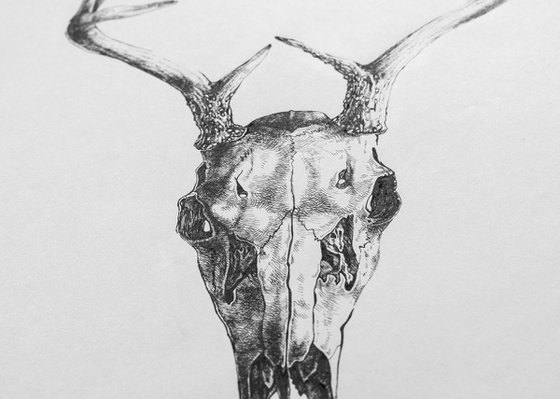 Deer skull v.01