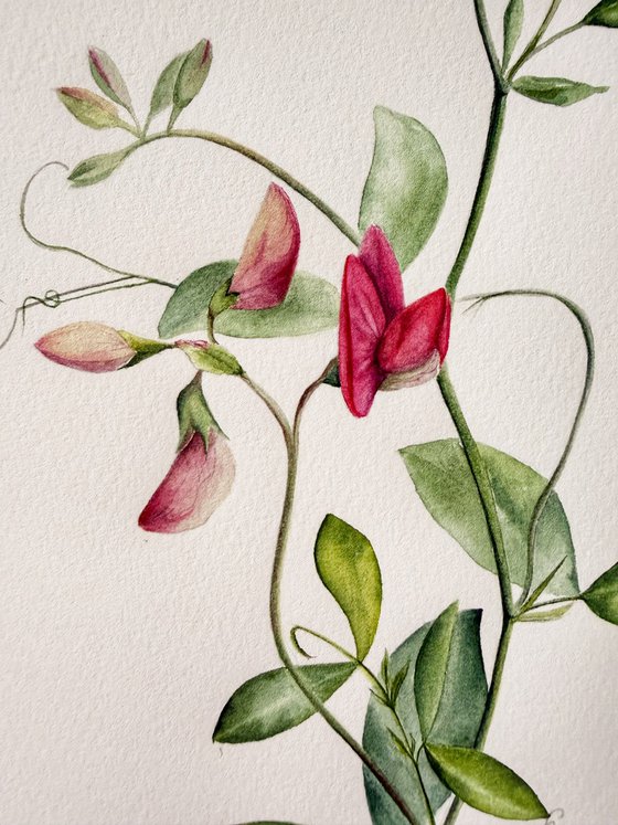 Red sweet pea (Fragrant Summer)