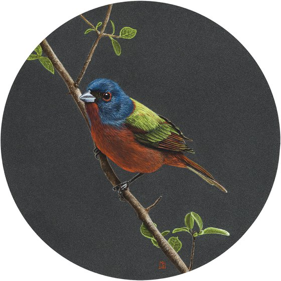 Original pastel drawing bird "Painted bunting"