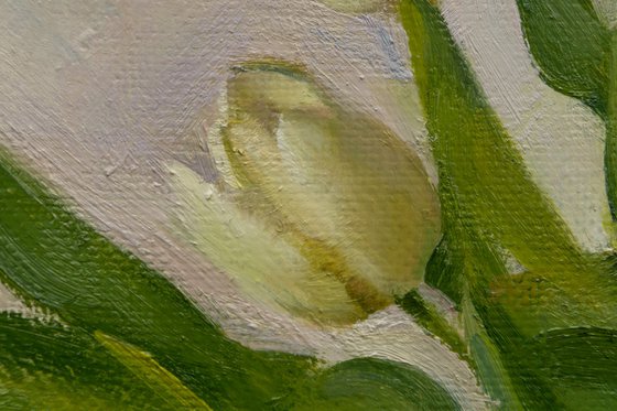 White tulips