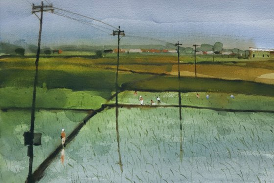 Paddy fields minimal composing