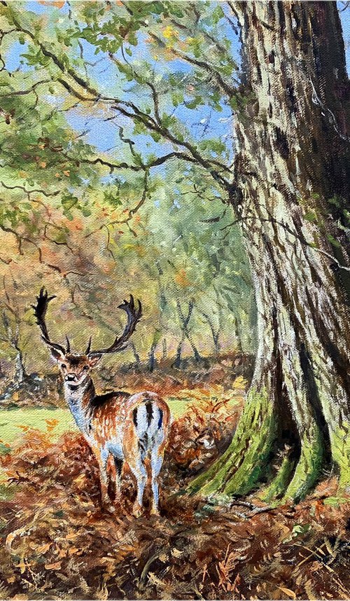 Fallow Buck in the New Forest by Peter Frost