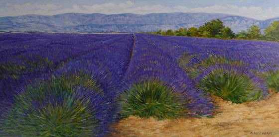 Lavander fields in Provence