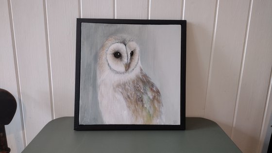 Barn Owl