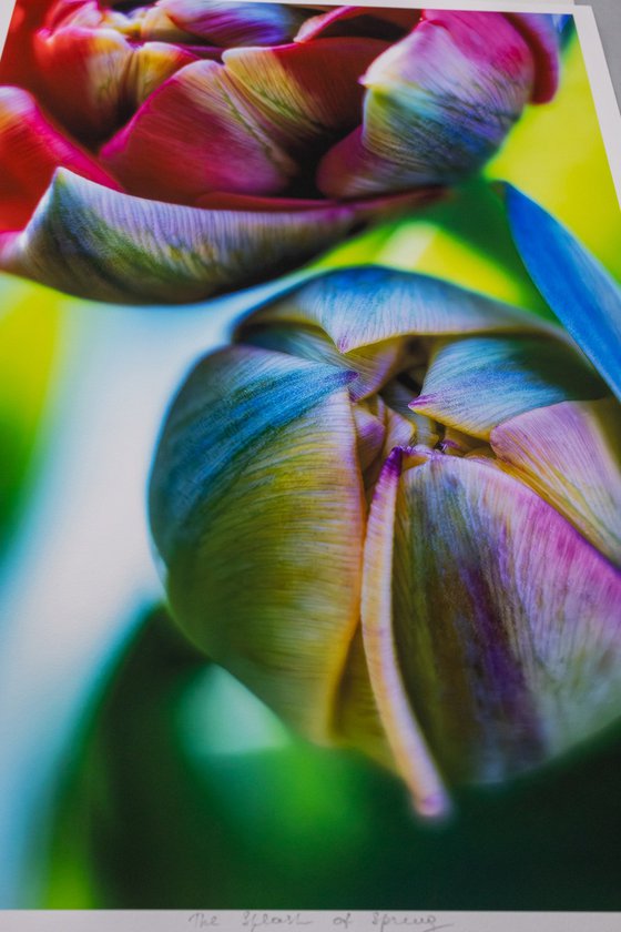The Splash of Spring