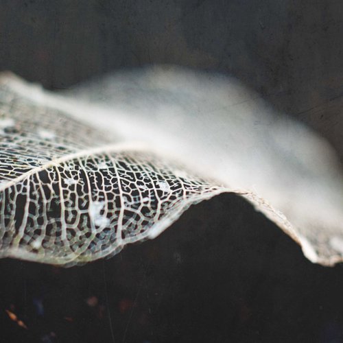 skeleton leaf abstract II by Emily Hughes