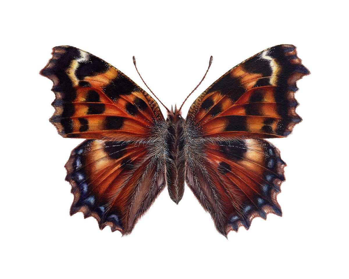 Nymphalis polychloros, The Large tortoiseshell butterfly by Katya Shiova