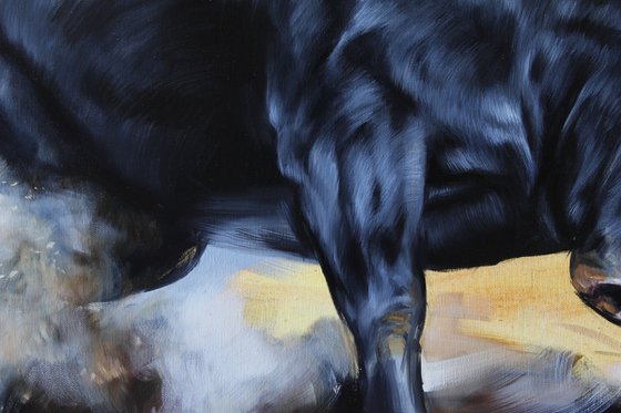 Bull IV.