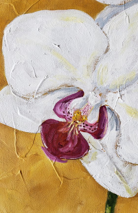 Flower - Botanical - "White Orchid"