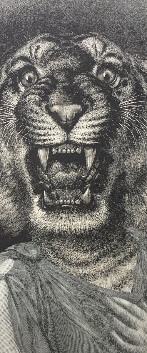Tiger Woman by Tudor Evans