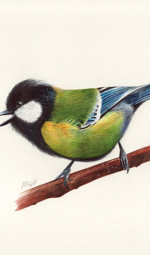 Green-backed tit by Daria Maier