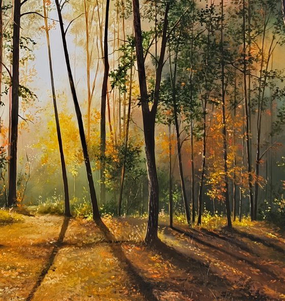 Sunlit Forest Serenity