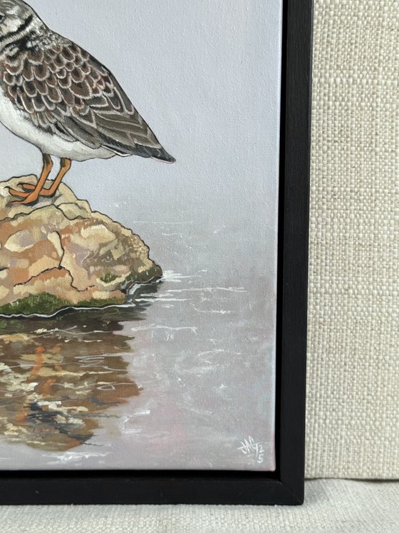Turnstone