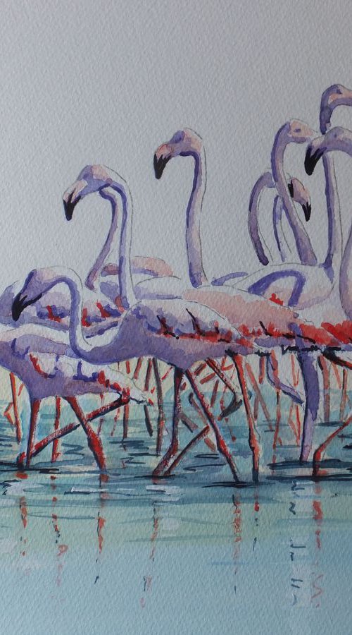 Flamingos in the Camargue by David Harmer