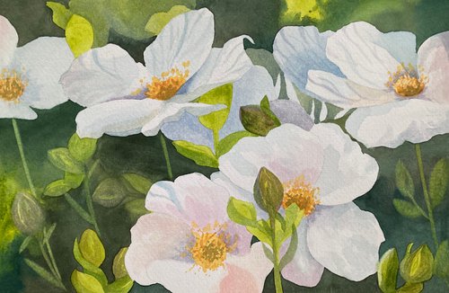 White Anemone by Silvie Wright