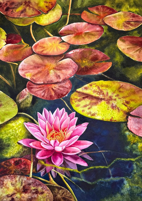 Water Lilies