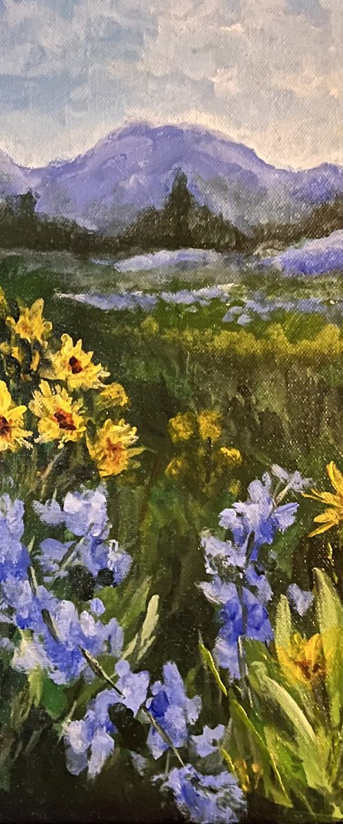 Blue flowers on mountain side by Carolyn Shoemaker (Soma)