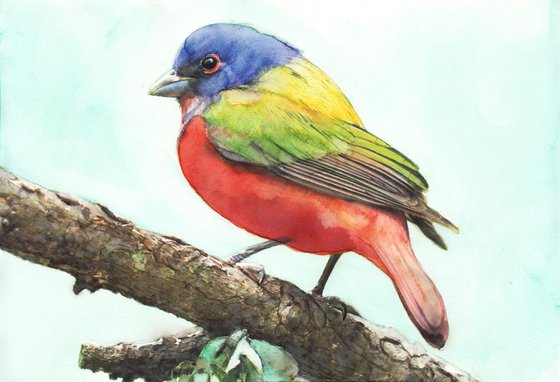 Passerina Ciris - Painted Bunting