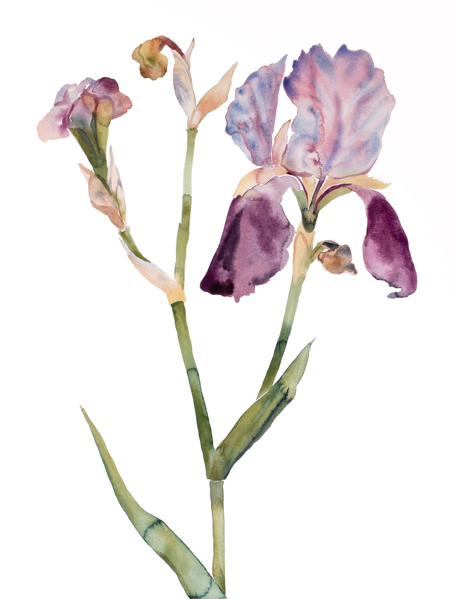 Expressive Botanical Watercolour By Elizabeth Becker, 23 X 30, Iris No. 197, Original Artwork