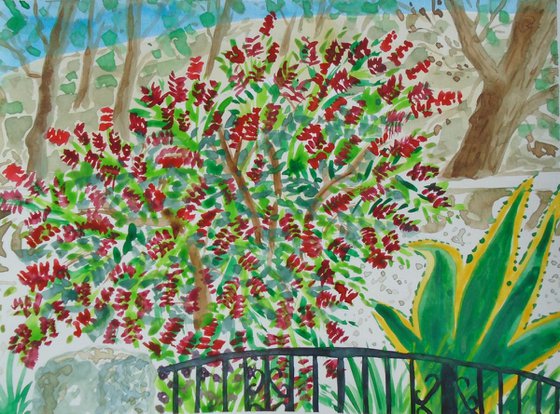 Spanish garden with bottle brush tree