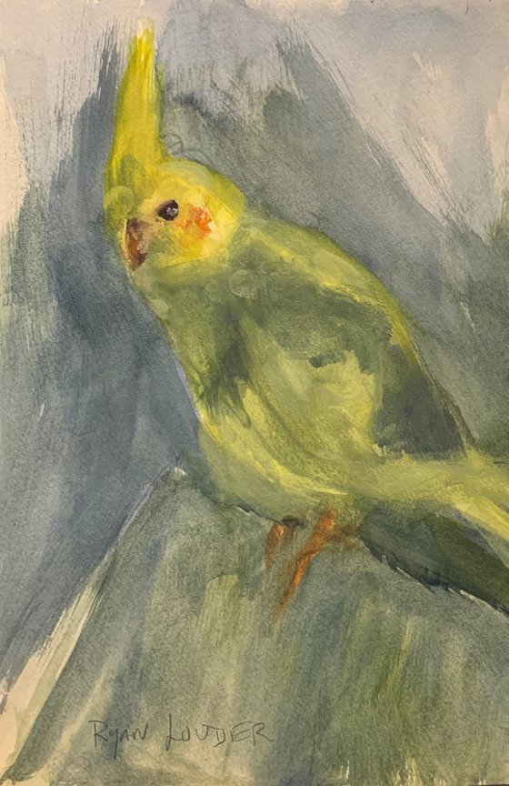 Cockatiel