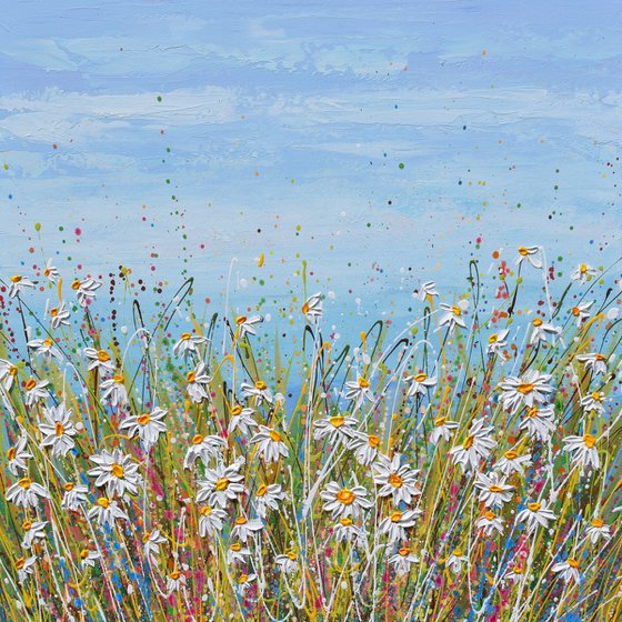 White Daisy Field