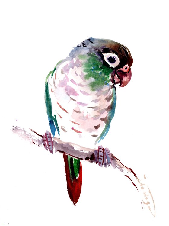 Green Check Conure Parakeet, Parrot painting