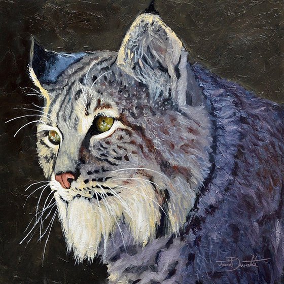 The Gaze -  Bobcat