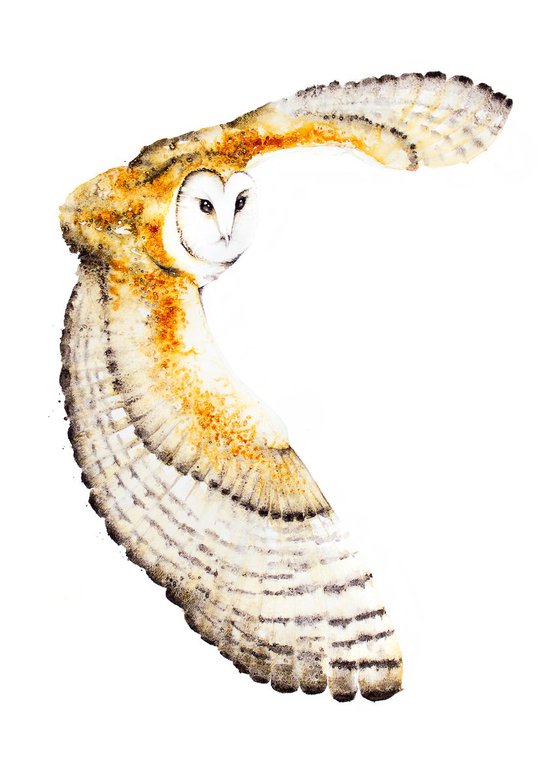 Barn Owl 52x73cm  birds, animals, wildlife watercolour painting