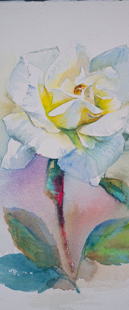 White Rose by Irina Bibik-Chkolian